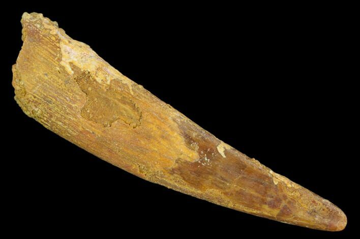 Large, Pterosaur (Siroccopteryx) Tooth - Morocco #127656